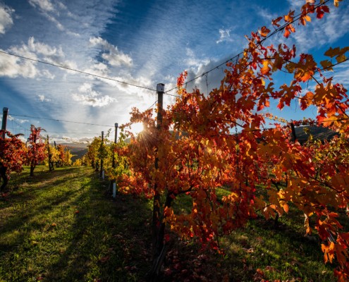 Cassanelli foto Vigna