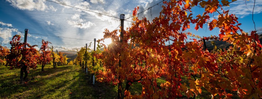 Cassanelli foto Vigna